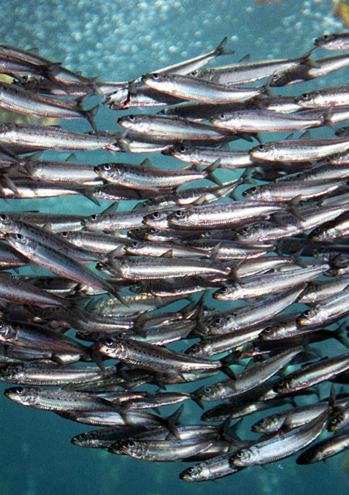 Pel maig, la sardina a raig.