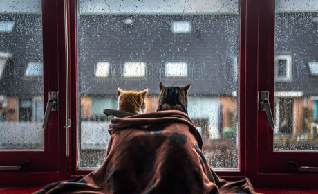 DESEMBRE